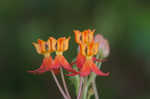 Fewflowered milkweed